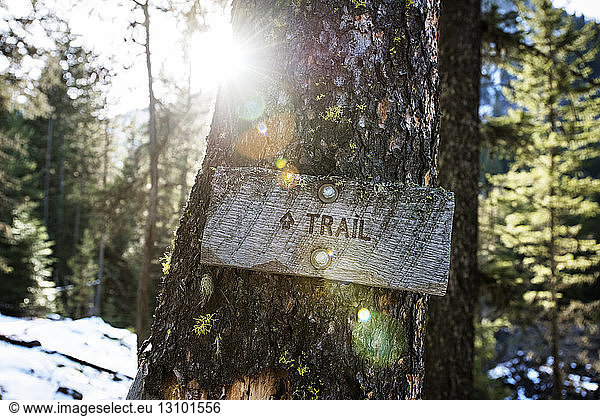 Close-up of trail sign on tree trunk in forest