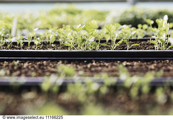 Close up of trays of seedlings and salad leaves in a polytunnel in an organic vegetable garden.