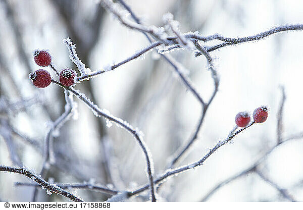 Close up of tree branches with frozen buds in winter