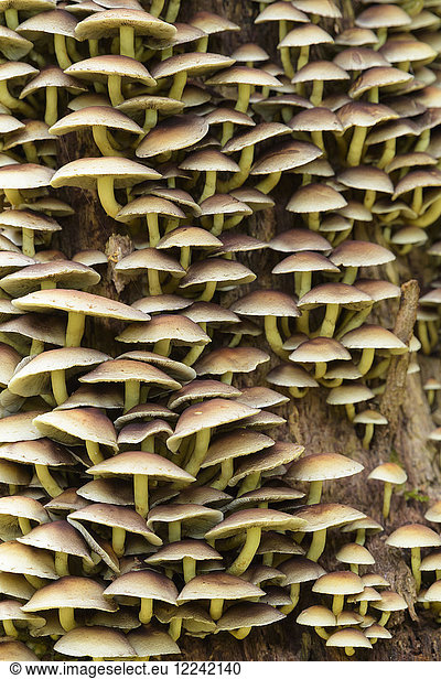 Close-up of tree mushrooms at Neuschoenau in the Bavarian Forest National Park in Bavaria  Germany
