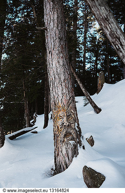Close up of tree trunks in snow covered forest