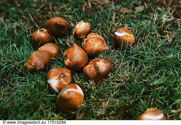 close up of tulip bulbs in the grass before planting