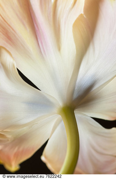 Close up of tulip stem