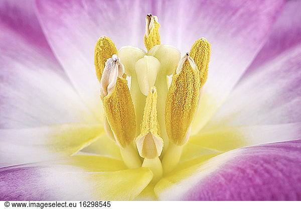 Close up of tulip studio shot