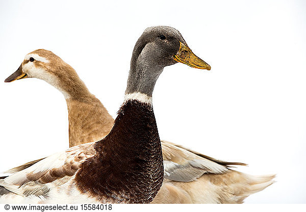 Close up of two brown and grey ducks on white background.