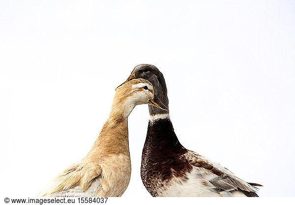 Close up of two brown and grey ducks on white background.
