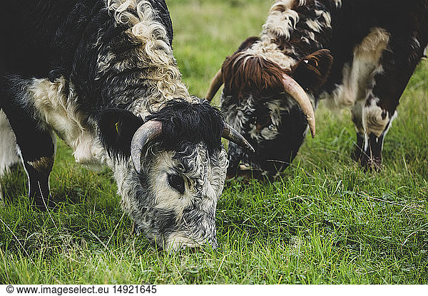 Close up of two English Longhorn cows grazing on a pasture.