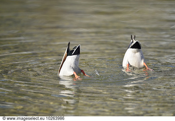 Close-up of two mallard ducks (Anas platyrhynchos) with their heads underwater  on Lake Grundlsee in winter  Styria  Austria