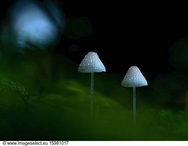 Close-up of two milking bonnets (Mycena galopus) growing in forest