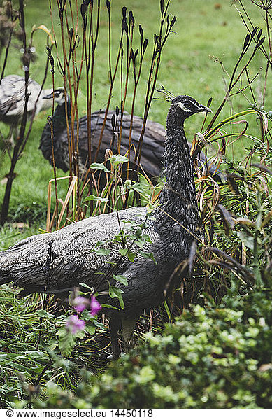 Close up of two peafowl in a garden.