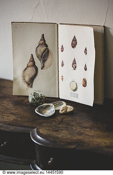 Close up of Venus Ear shells and vintage card with drawings of sea shells on antique wooden table.