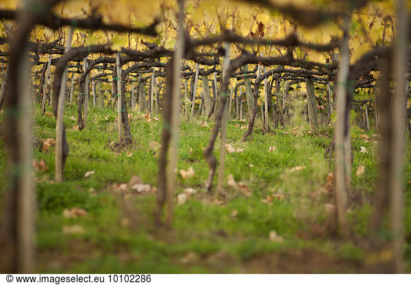 Close up of vines in a Tuscan vineyard.
