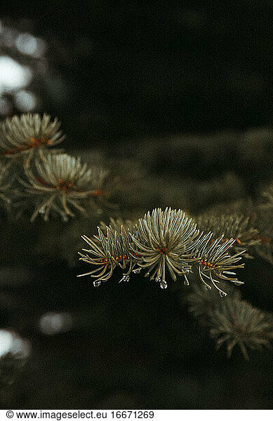 close-up of water droplets on blue spruce pine needles during spring