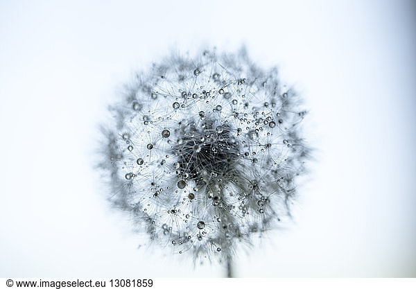 Close-up of wet dandelion seed against sky during rainy season