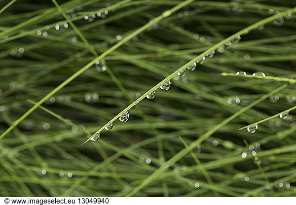 Close-up of wet grasses growing during rainy season