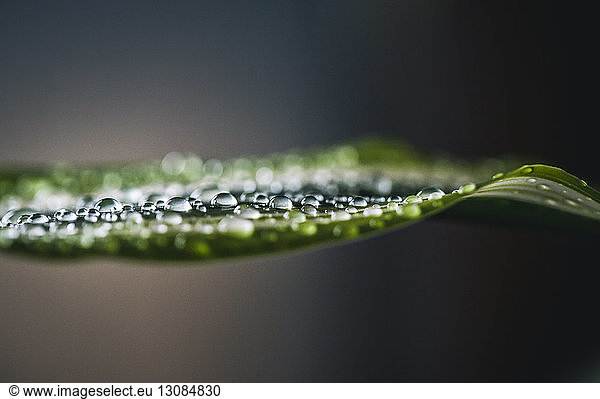 Close-up of wet leaf during rainy season