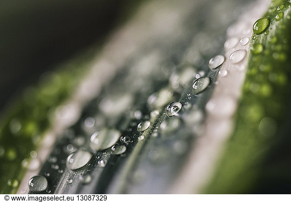 Close-up of wet leaf during rainy season