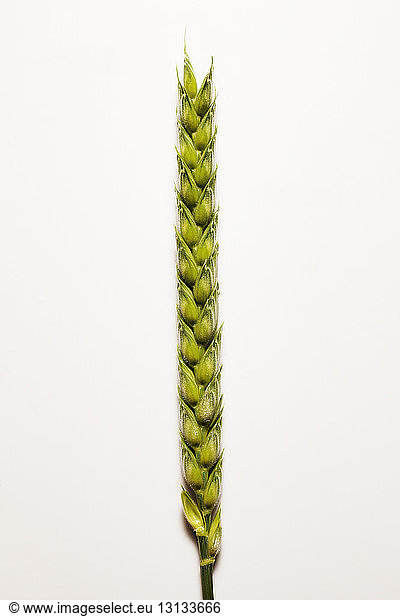 Close-up of wheat ear against white background