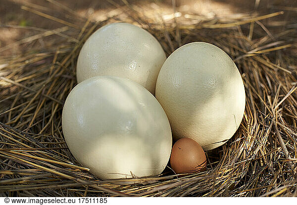 Close-up of white and brown eggs in nest