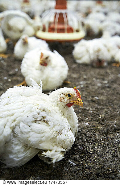 Close-up of white chicken in poultry farm