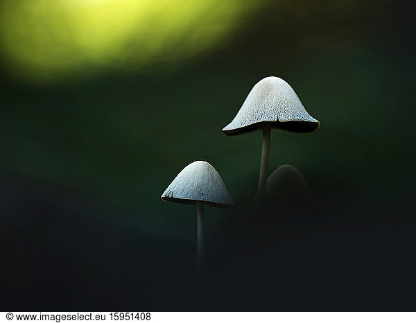 Close-up of white Mycena mushrooms growing in forest