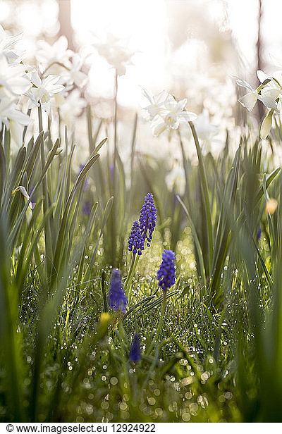 Close up of white narcissus and blue globe hyacinths.
