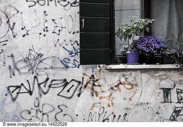 Close up of white wall covered in graffiti  window with black shutters and purple flowers on window sill.