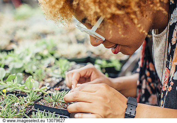 Close-up of woman examining plant in nursery