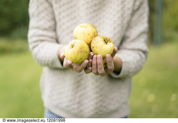 Close-up of woman holding apples in garden