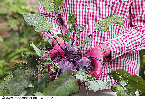 Close-up of woman holding common beet in urban garden
