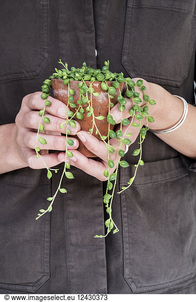 Close up of woman holding String of Pearls plant in terracotta pot.