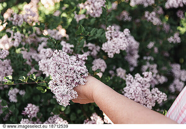 Close up of woman's hand holding a bloom of a flowering lilac shrub.