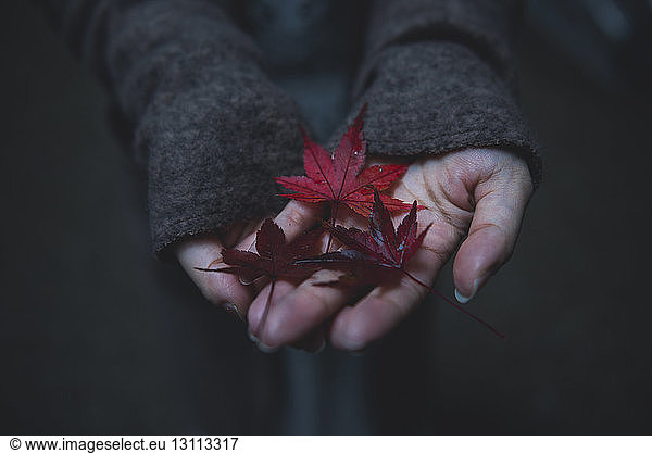 Close-up of woman's hands holding maple leaves