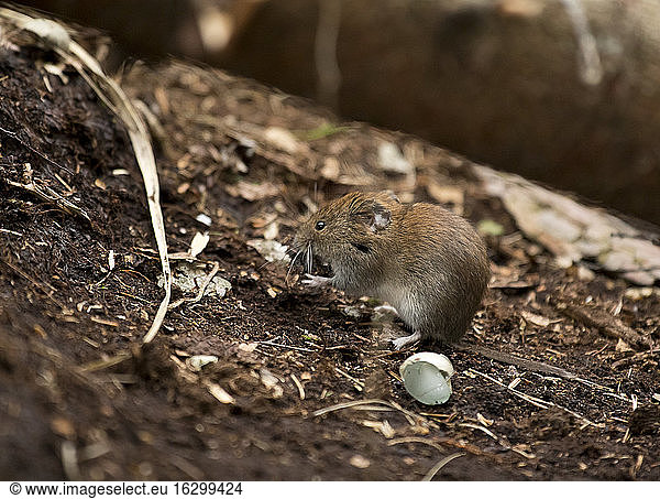 Close-up of wood mouse on dirt in forest