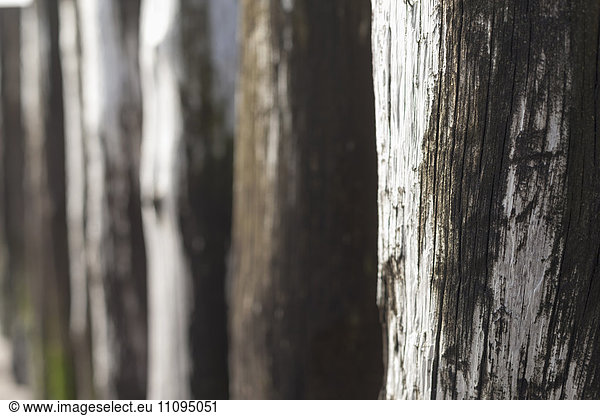 Close-up of wooden posts on beach  Renesse  Schouwen-Duiveland  Zeeland  Netherlands