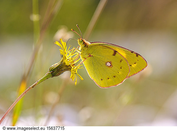 Close-up of yellow butterfly pollinating on flower  Mittenwald  Upper Bavaria  Bavaria  Germany