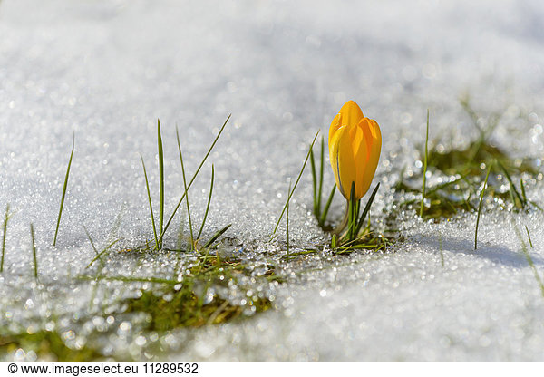 Close-up of Yellow Crocus in Snow  Bavaria  Germany