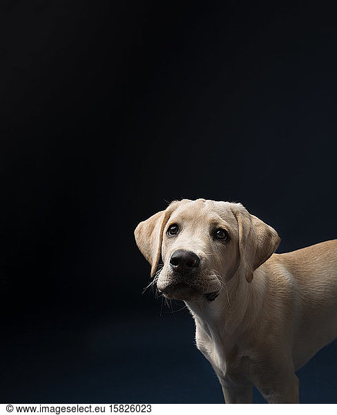 Close up of yellow lab puppy's head looking camera left and up