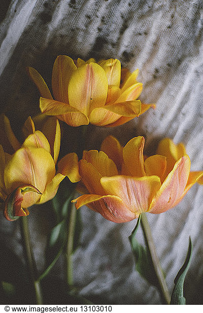 Close-up of yellow tulips on textile