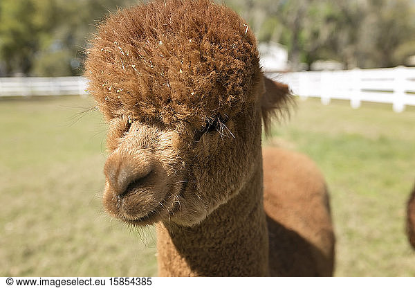 Close up of young brown Huachaya alpaca's head fenced in at farm