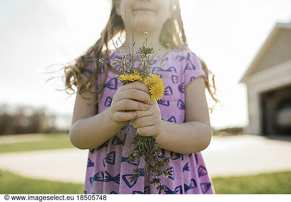 Close up of young girl's hands holding a bouquet of dandelions