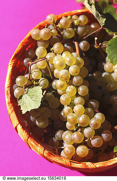Close up of young grapes in bowl