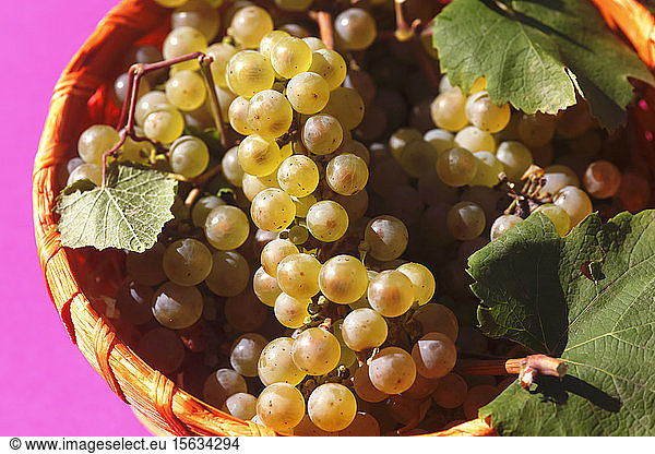 Close up of young grapes in bowl