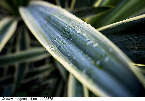 Close-Up of Yucca Plant with Morning Dew