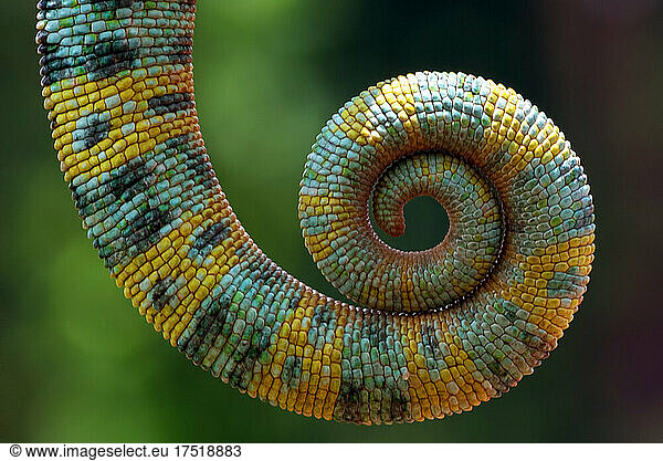 Close up photo of a chameleon tail