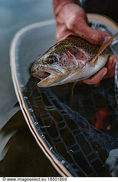 Close up photo of a rainbow trout before being released
