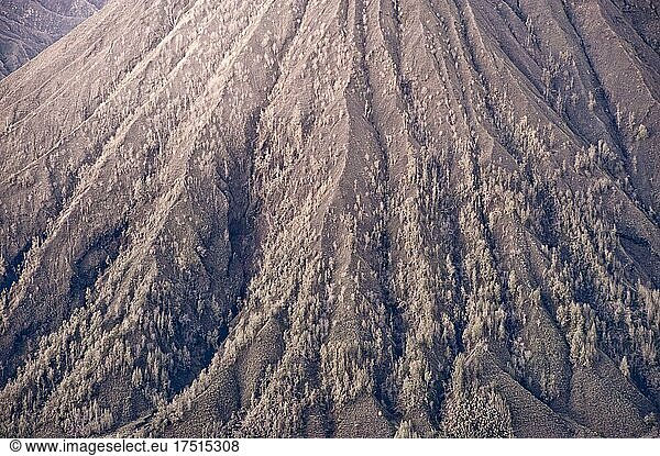 Close up Photo of the Slopes of the Cone Shaped Mount Batok Volcano covered in ask from a volcanic eruption  East Java  Indonesia  Asia