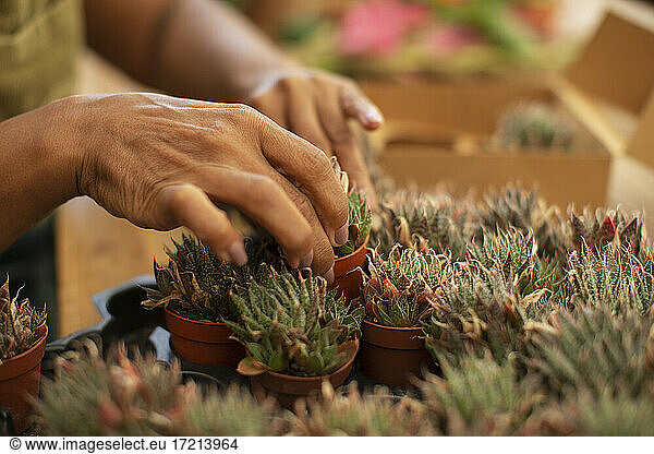 Close up plant nursery worker arranging tiny succulent plants