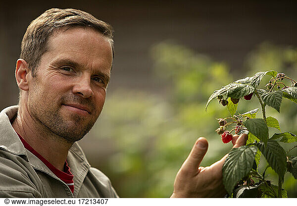 Close up portrait confident man tending to raspberry plant in garden