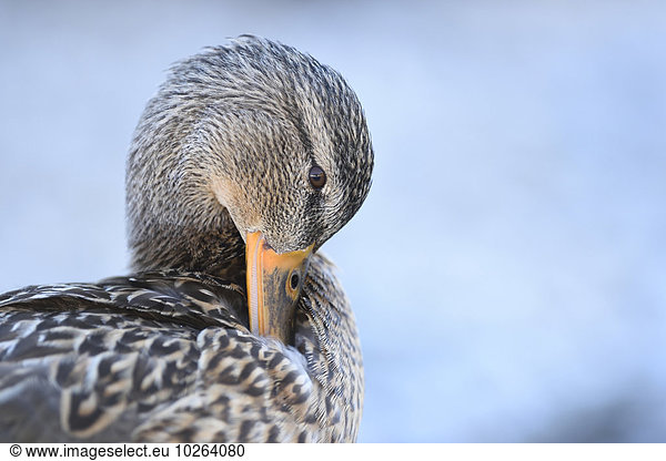 Close-up portrait of a mallard duck (Anas platyrhynchos) preening  Lake Grundlsee in winter  Styria  Austria